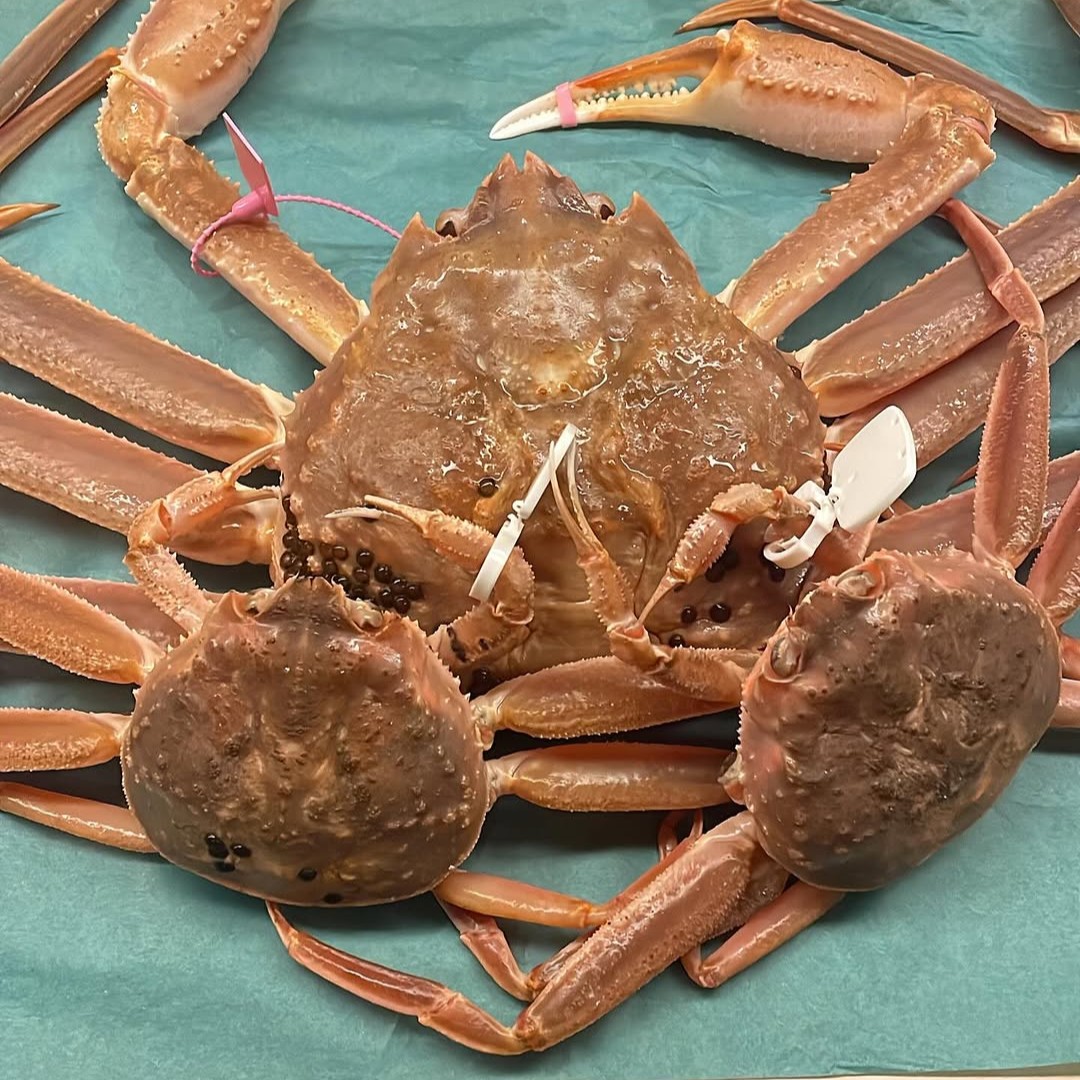 懐石斉藤のお料理の一例画像